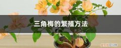 三角梅繁殖方法视频 三角梅的繁殖方法