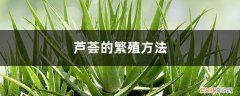 芦荟的养殖方法 盆栽 芦荟的繁殖方法