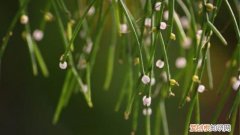 丝苇属植物怎么养殖 丝苇属植物怎么养殖