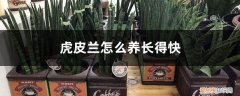 虎皮兰怎么养长得快又好看 虎皮兰怎么养长得快