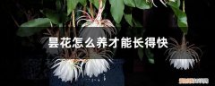 昙花怎么才能养好 昙花怎么养才能长得快