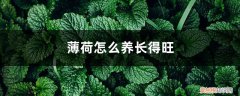 薄荷怎么养长得旺壮 薄荷怎么养长得旺