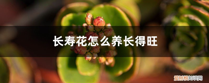 长寿花怎么养花期长 长寿花怎么养长得旺