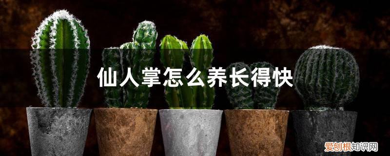 仙人掌怎么养长得快一点 仙人掌怎么养长得快