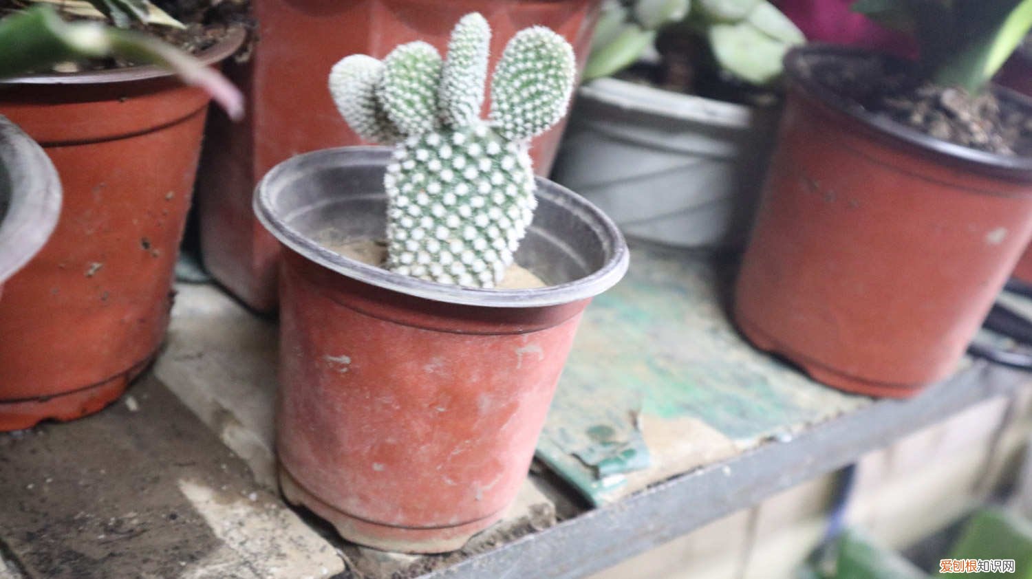 仙人掌怎么养长得快一点 仙人掌怎么养长得快