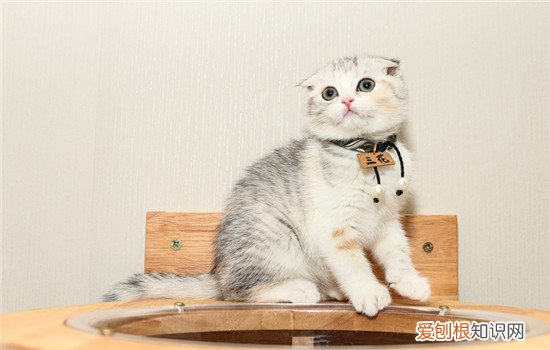 加菲猫去除猫泪痕妙招 加菲猫去泪痕小窍门如何去泪痕