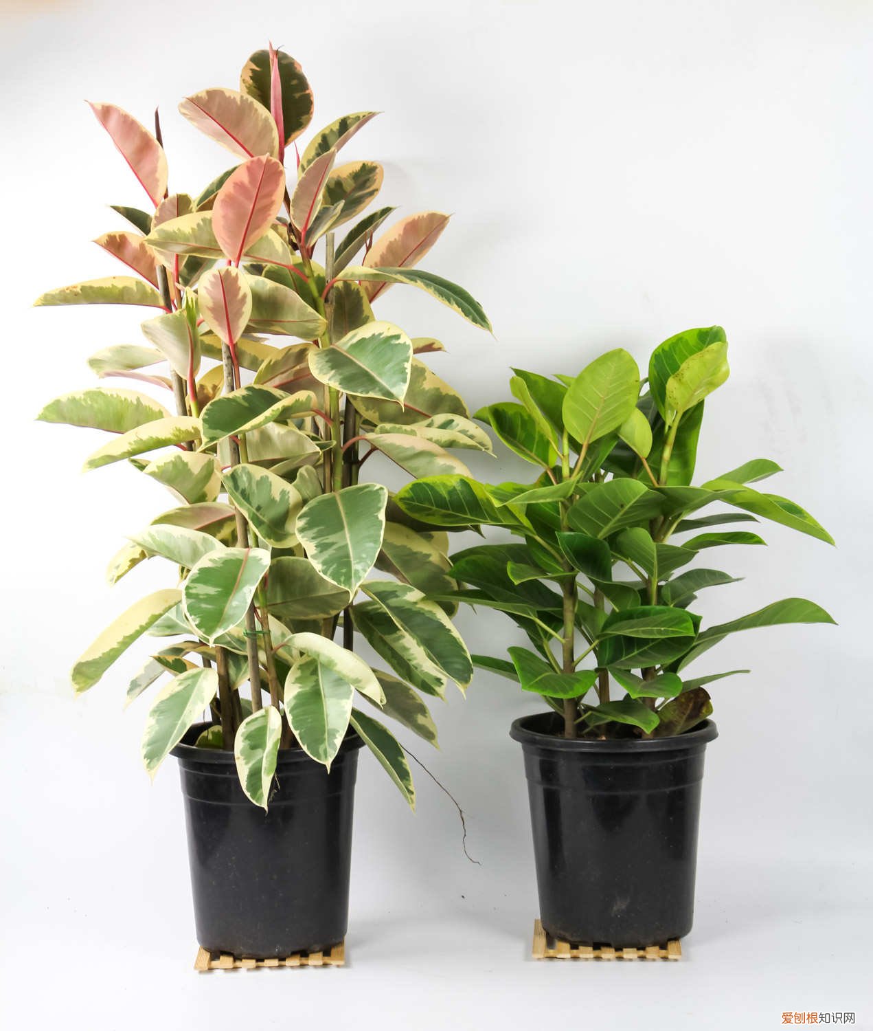 橡皮树怎么养护 橡皮树怎么养