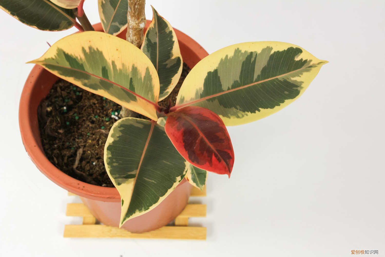 橡皮树怎么养护 橡皮树怎么养