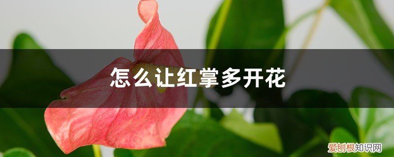 怎样才能让红掌多开花 怎么让红掌多开花,开花不断