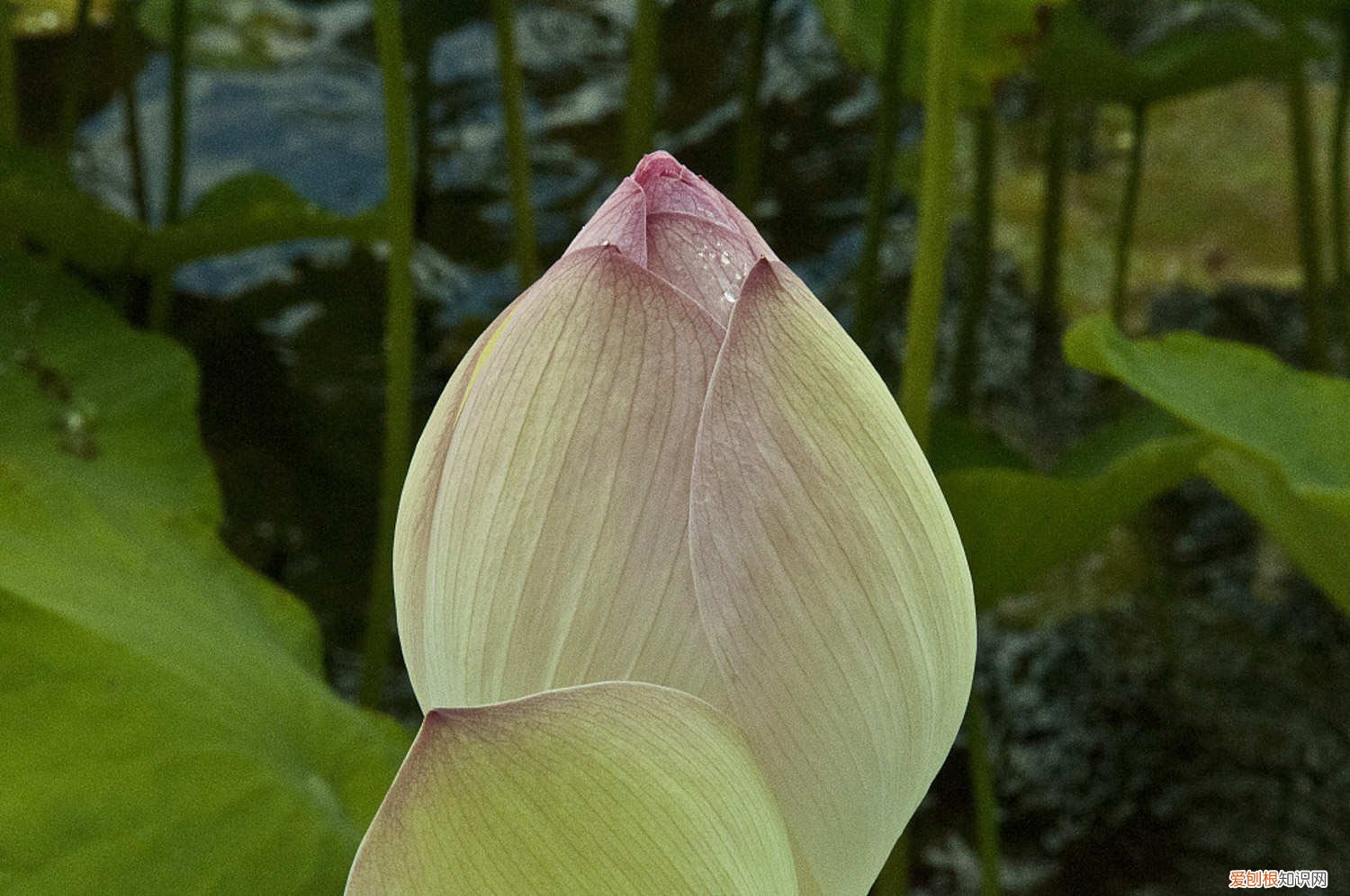 雪爪莲花怎么养 莲花怎么养