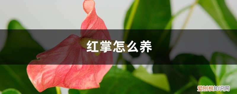 植物红掌怎么养 红掌怎么养