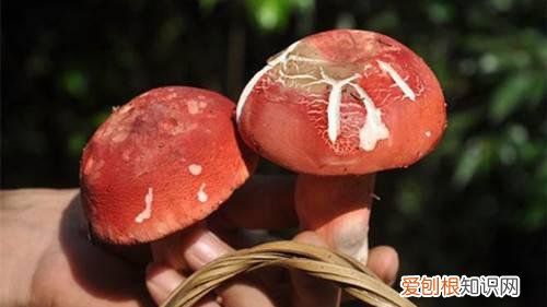 红菇的营养价值怎么辨别真假红蘑菇