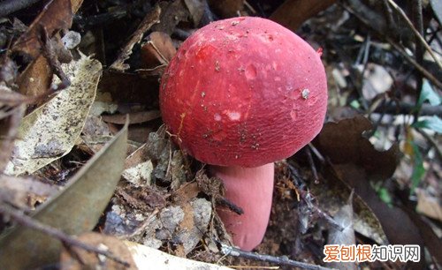 红菇的营养价值怎么辨别真假红蘑菇