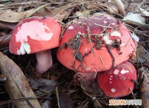 红菇的营养价值怎么辨别真假红蘑菇
