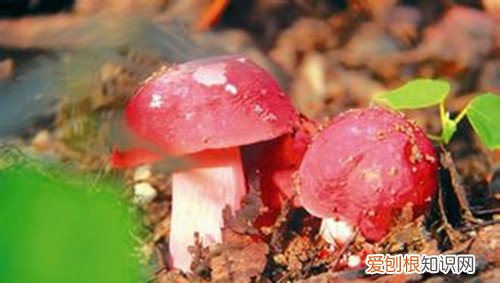 红菇的营养价值怎么辨别真假红蘑菇