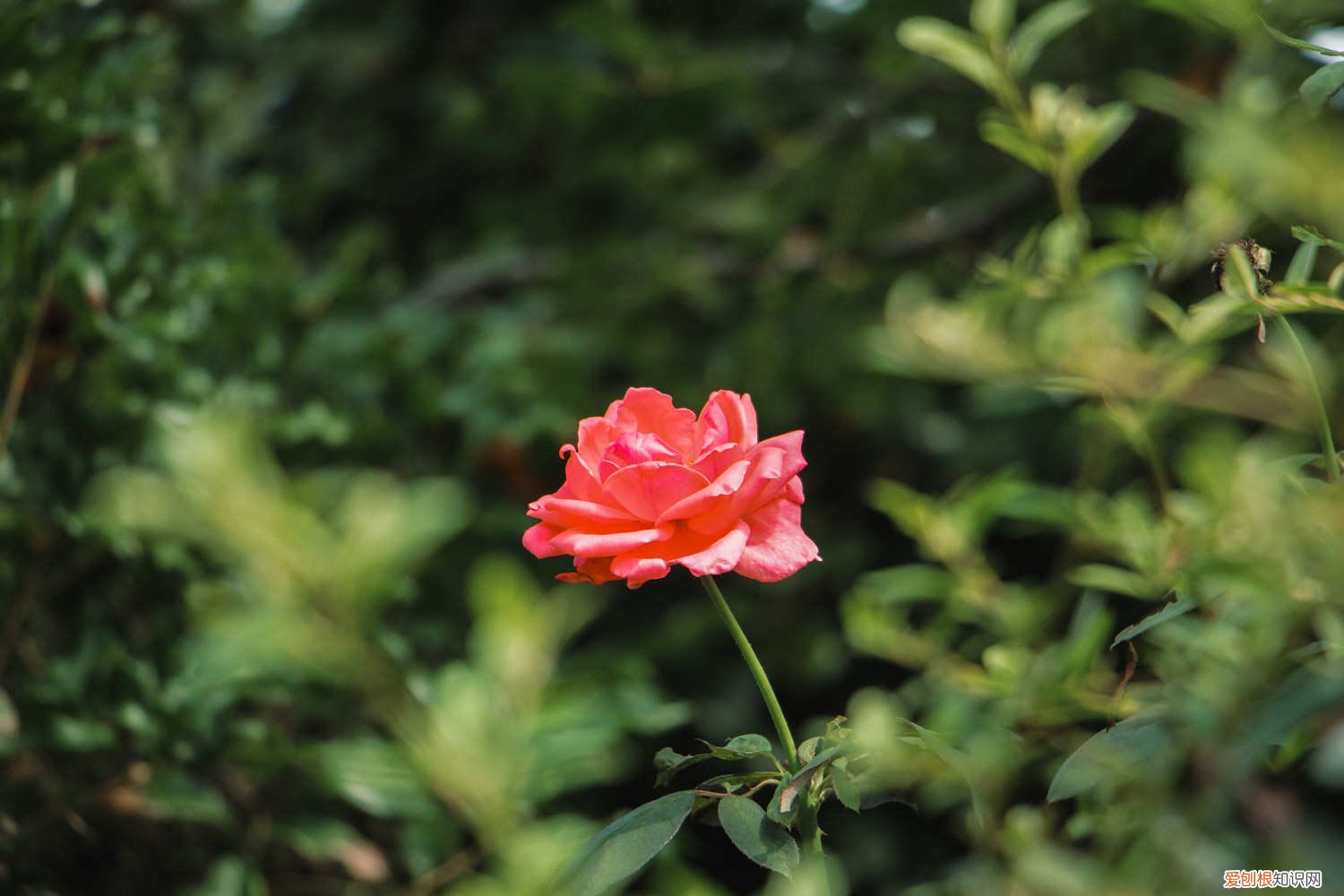 月季花怎么养? 月季花怎么养