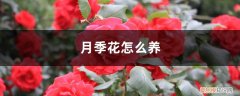 月季花怎么养? 月季花怎么养