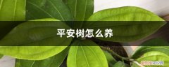 平安树怎么养殖?平安树叶子发黄了怎么办 平安树怎么养