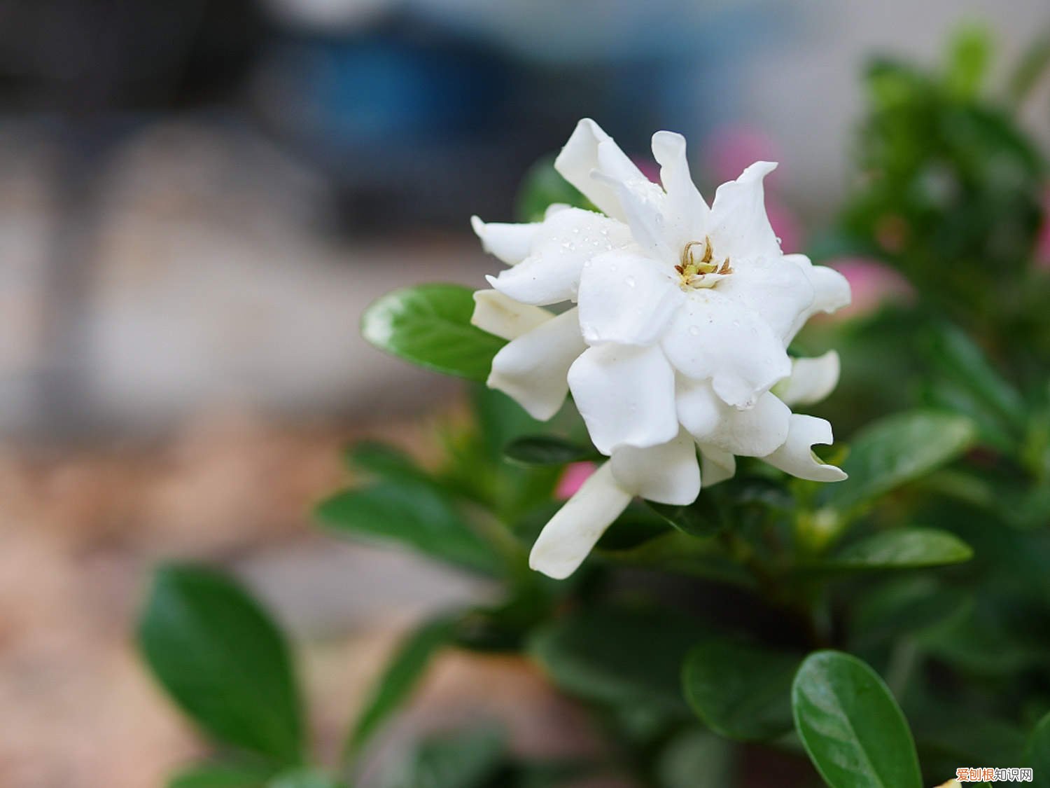 栀子花怎么养家庭养法 栀子花怎么养