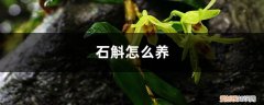 兰花石斛怎么养 石斛怎么养