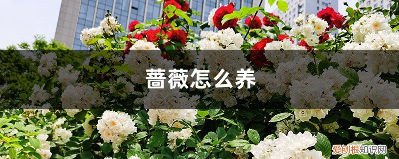 蔷薇花如何养 蔷薇怎么养