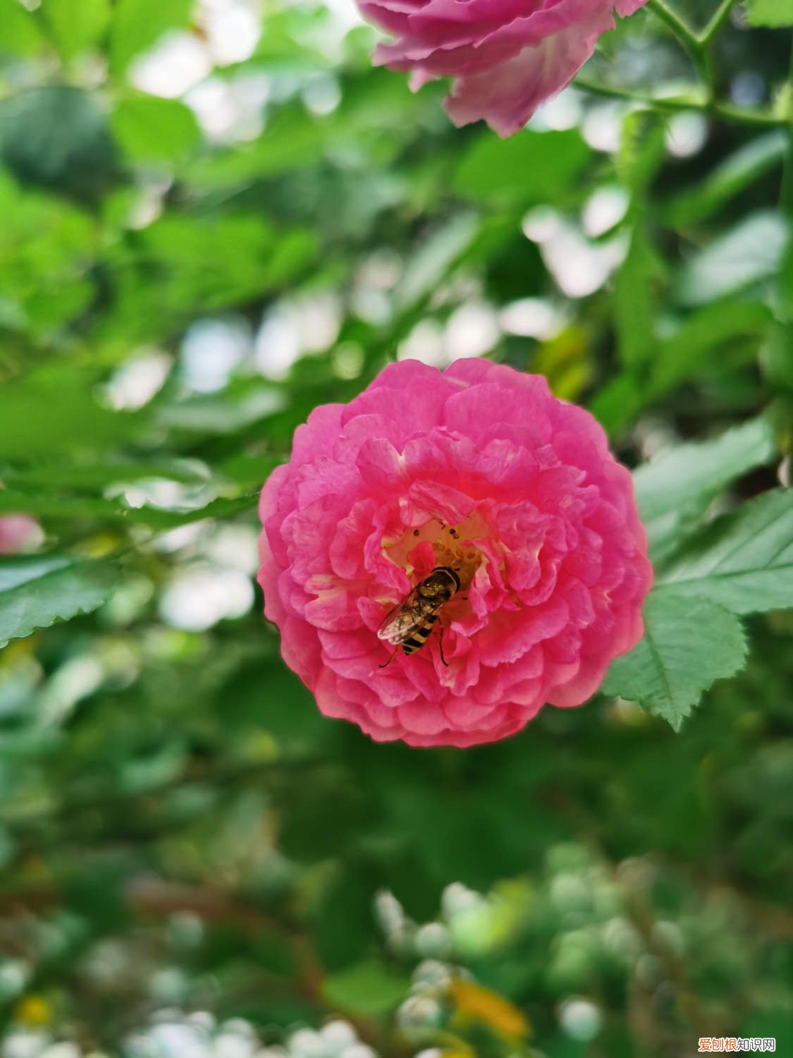 蔷薇花如何养 蔷薇怎么养