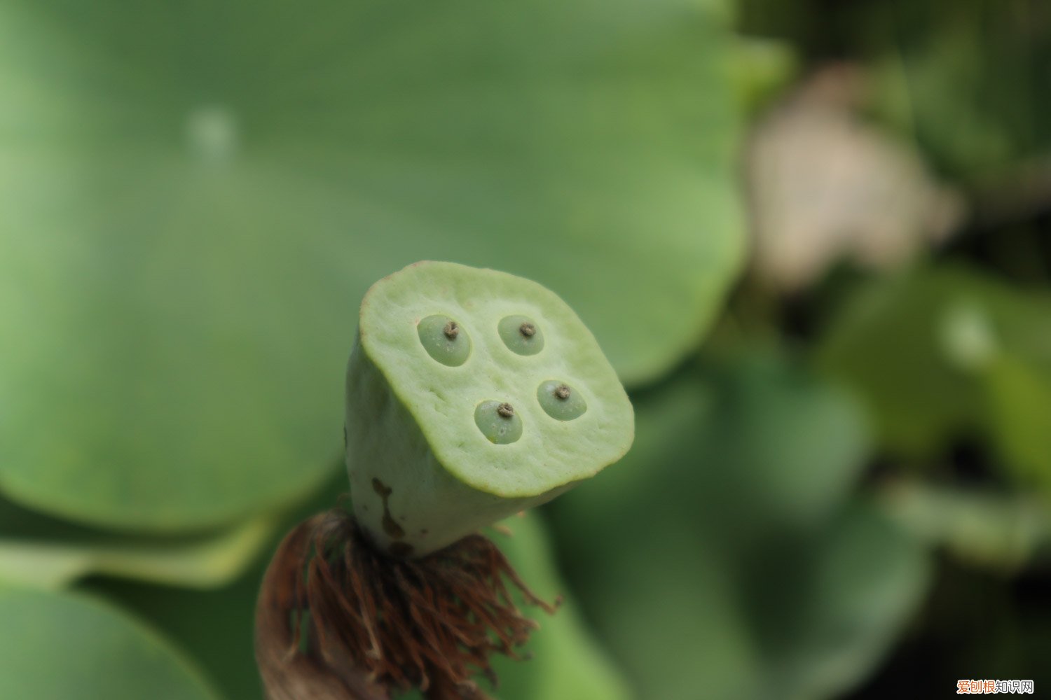 荷花怎么养我们悟出什么的道理 荷花怎么养