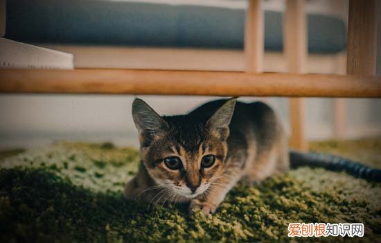 小猫发抖是怎么回事 小猫发抖的原因