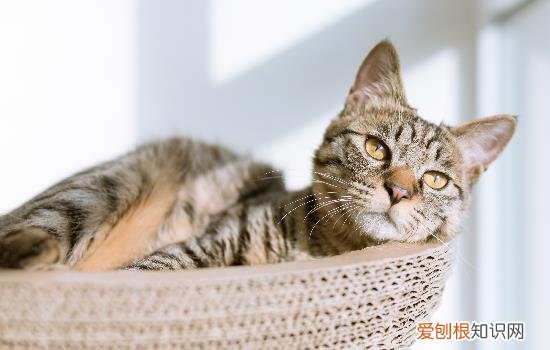 干性猫传腹怎么得的 干性猫传腹食欲好