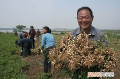 野花生的药用价值 吃野花生有什么好处