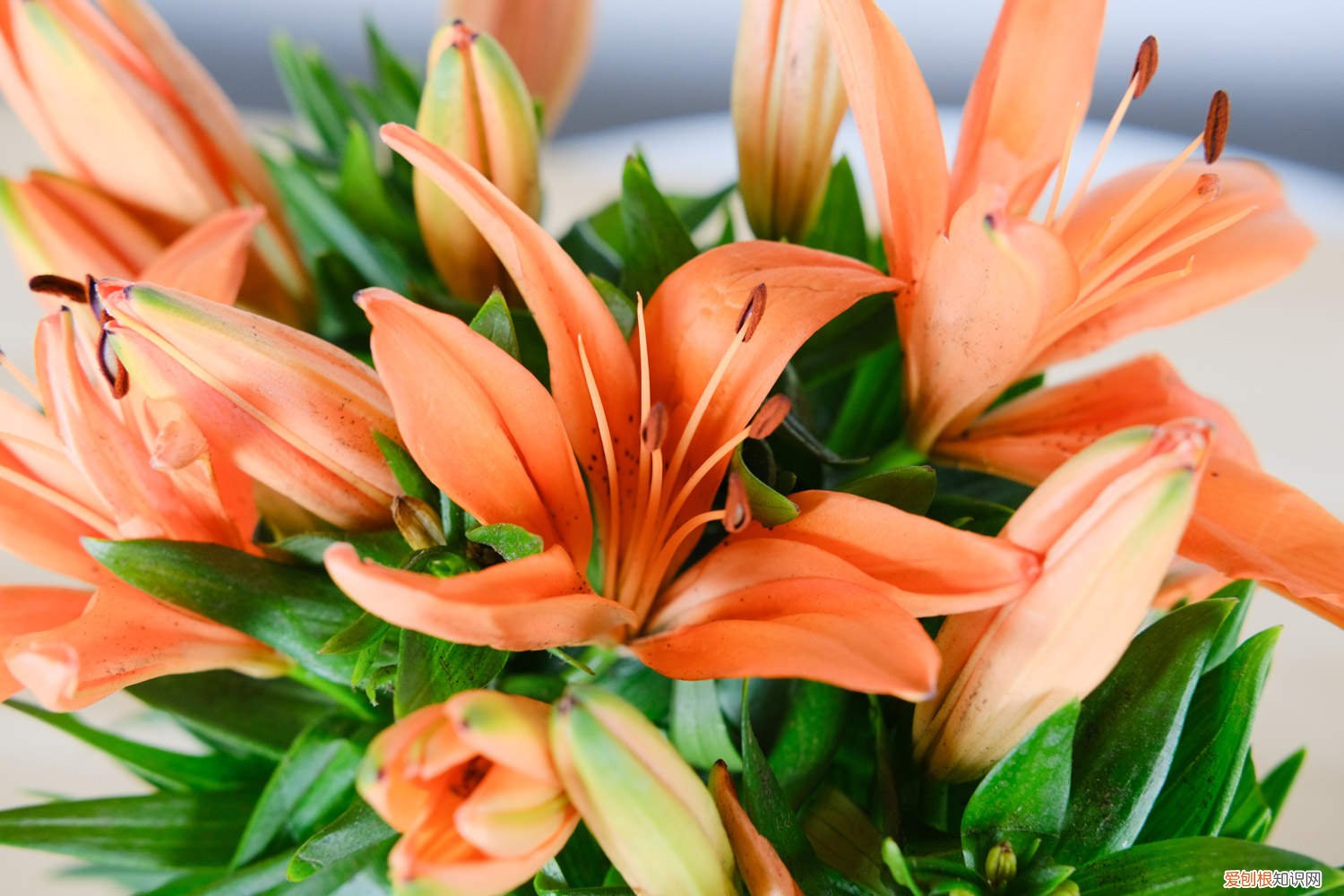 冬天的百合花怎么养 百合花怎么养