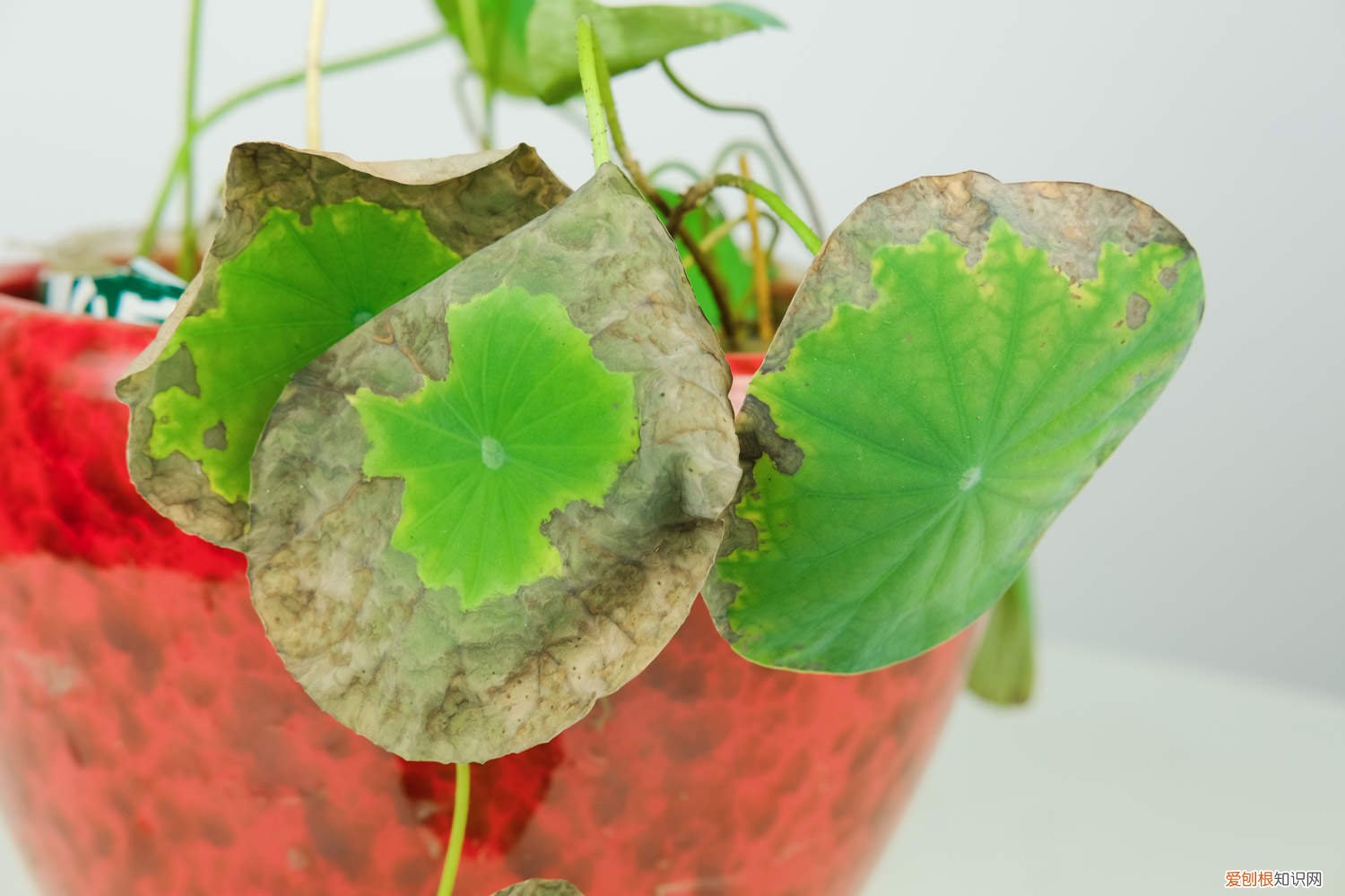 碗莲怎么养鱼 碗莲怎么养