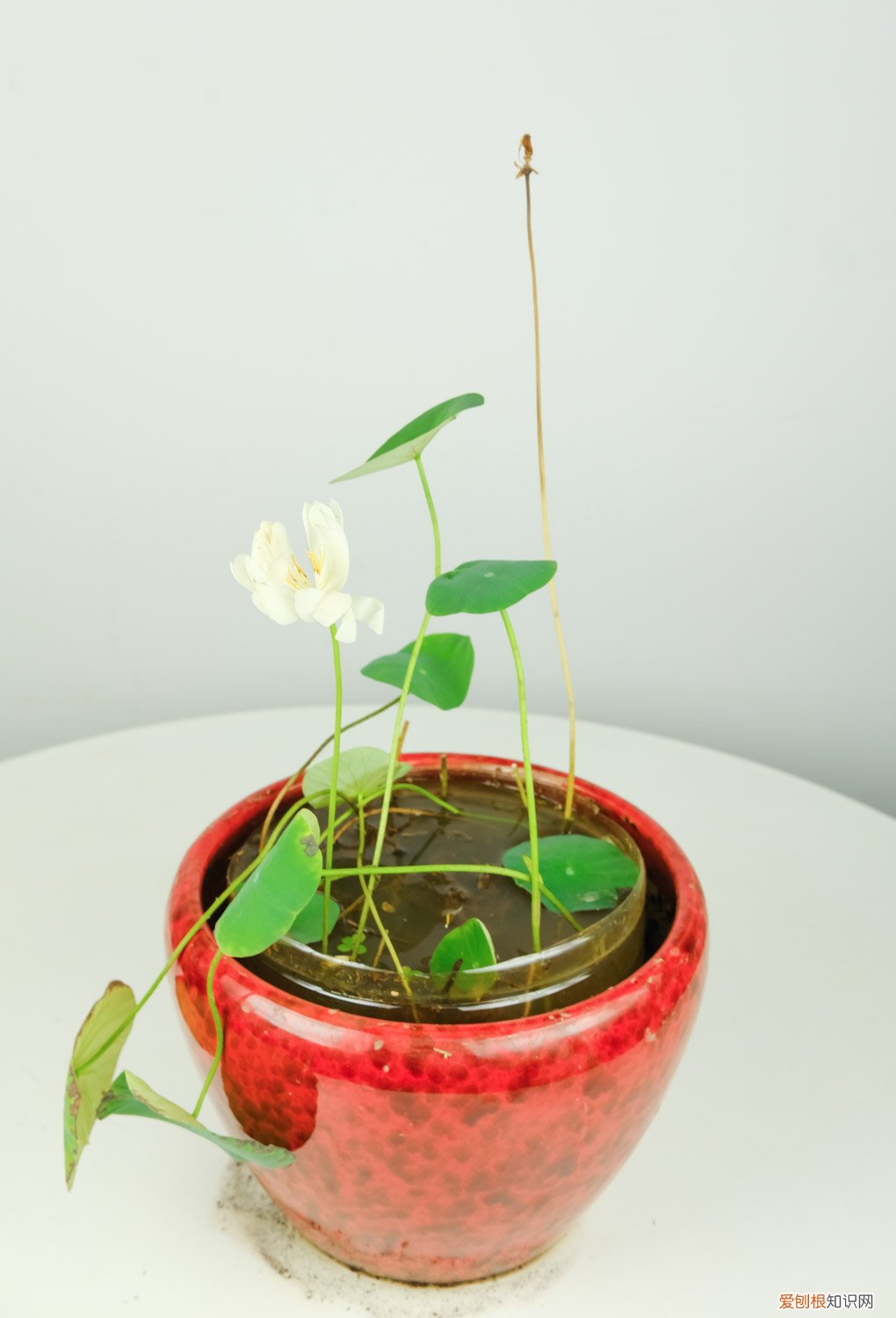 碗莲怎么养鱼 碗莲怎么养