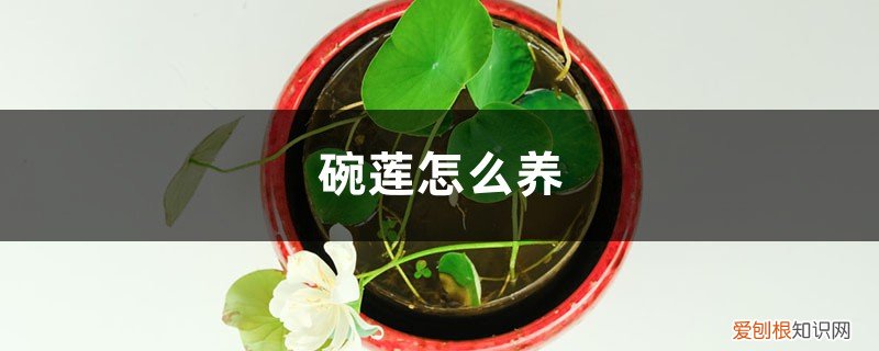 碗莲怎么养鱼 碗莲怎么养