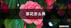 四季山茶花怎么养 茶花怎么养