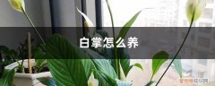 一帆风顺白掌怎么养 白掌怎么养