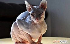 养斯芬克斯猫的好处 斯芬克斯猫好养吗