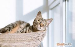 为什么不能养波斯猫 为什么没人养波斯猫