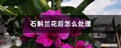 石斛兰花败了怎么办 石斛兰花后怎么处理