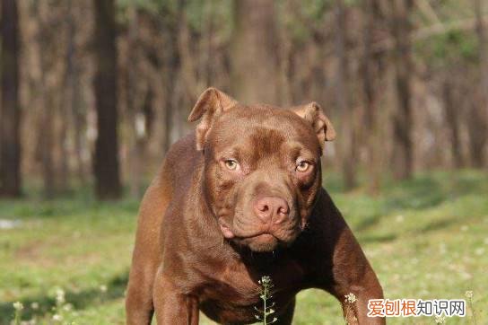 恶霸犬为什么不叫 恶霸犬本就不喜欢叫