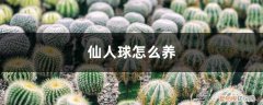 白星仙人球怎么养 仙人球怎么养