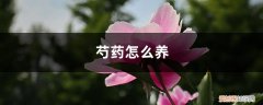 芍药怎么养开花 芍药怎么养