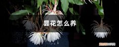 昙花怎么养怎么修剪 昙花怎么养