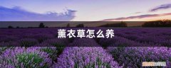 薰衣草怎么养爆盆 薰衣草怎么养