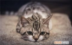 狸花猫养多久才不乱跑 狸花猫跑了还会回来吗