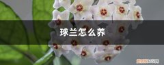 球兰怎么养才能开花 球兰怎么养