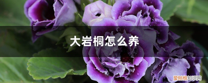 大岩桐怎么养出侧芽快 大岩桐怎么养