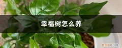 幸福树怎么养家庭养法 幸福树怎么养