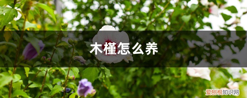 木槿怎么养成棒棒糖 木槿怎么养