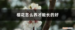 怎样养樱花 樱花怎么养才能长的好